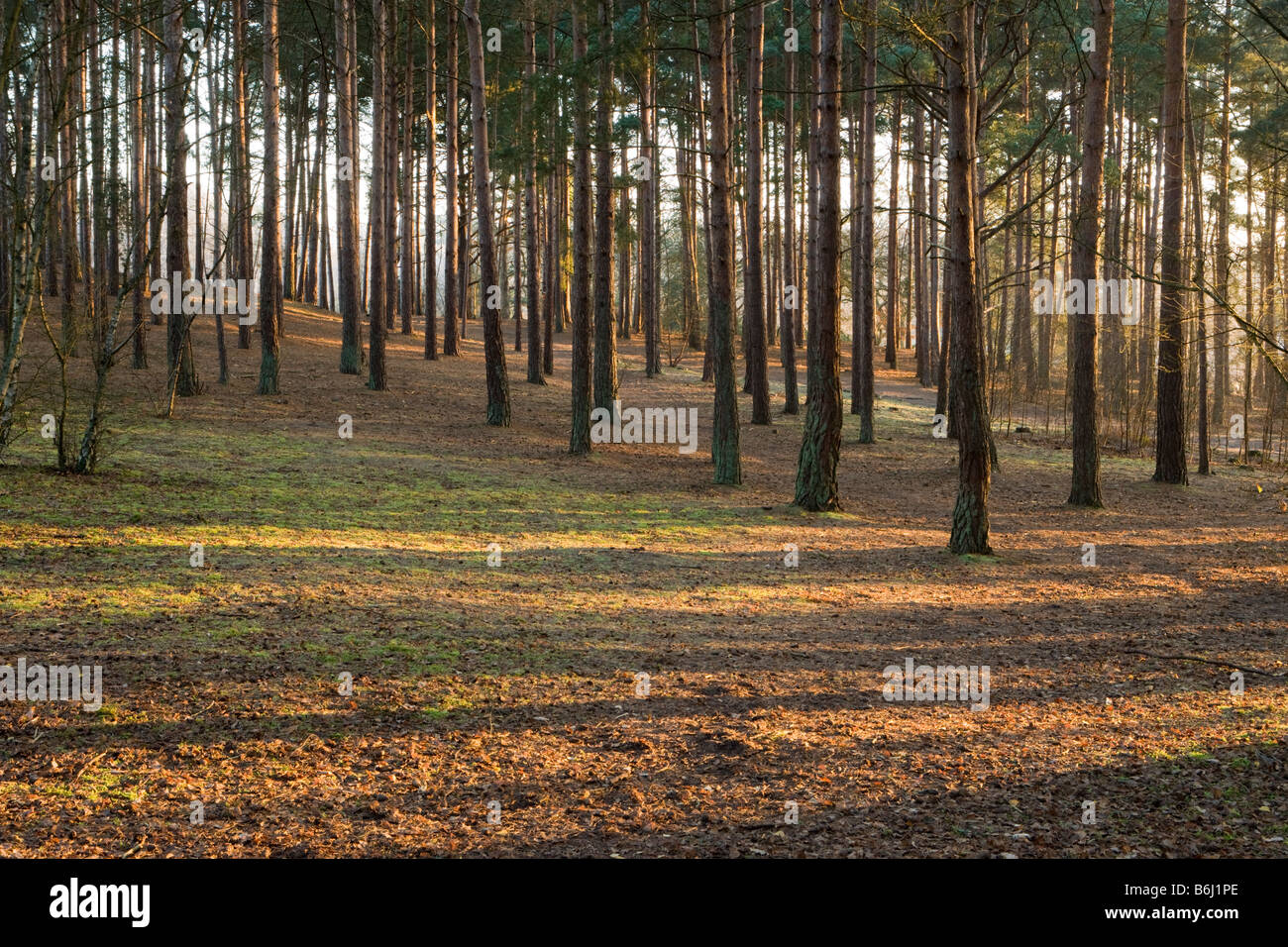 Pinienwald, Frensham Common, Surrey, UK Stockfoto