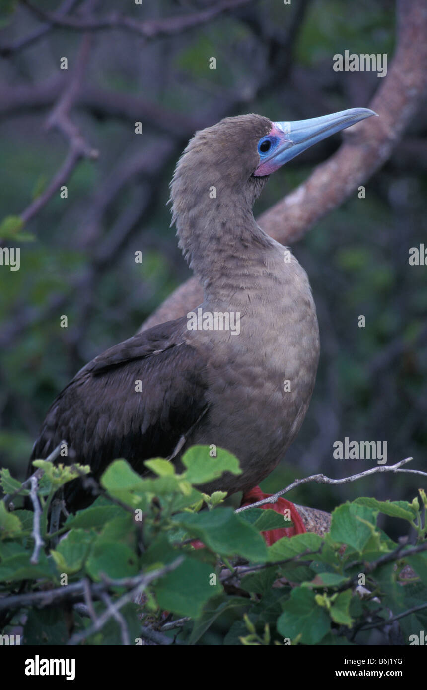 Red-footed Sprengfallen in Baum Stockfoto