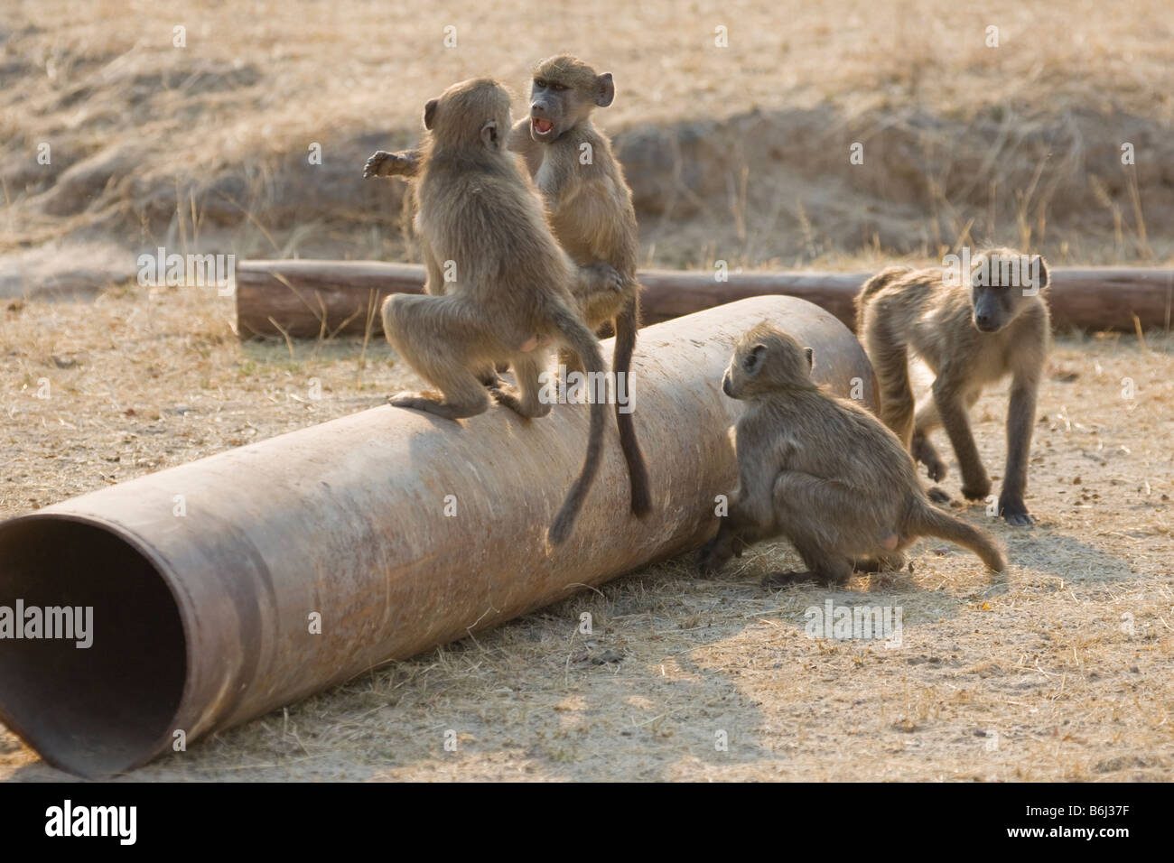 Chacma Babboons spielen auf rostigen Rohren, Mahenga Game Reserve, Namibia Stockfoto