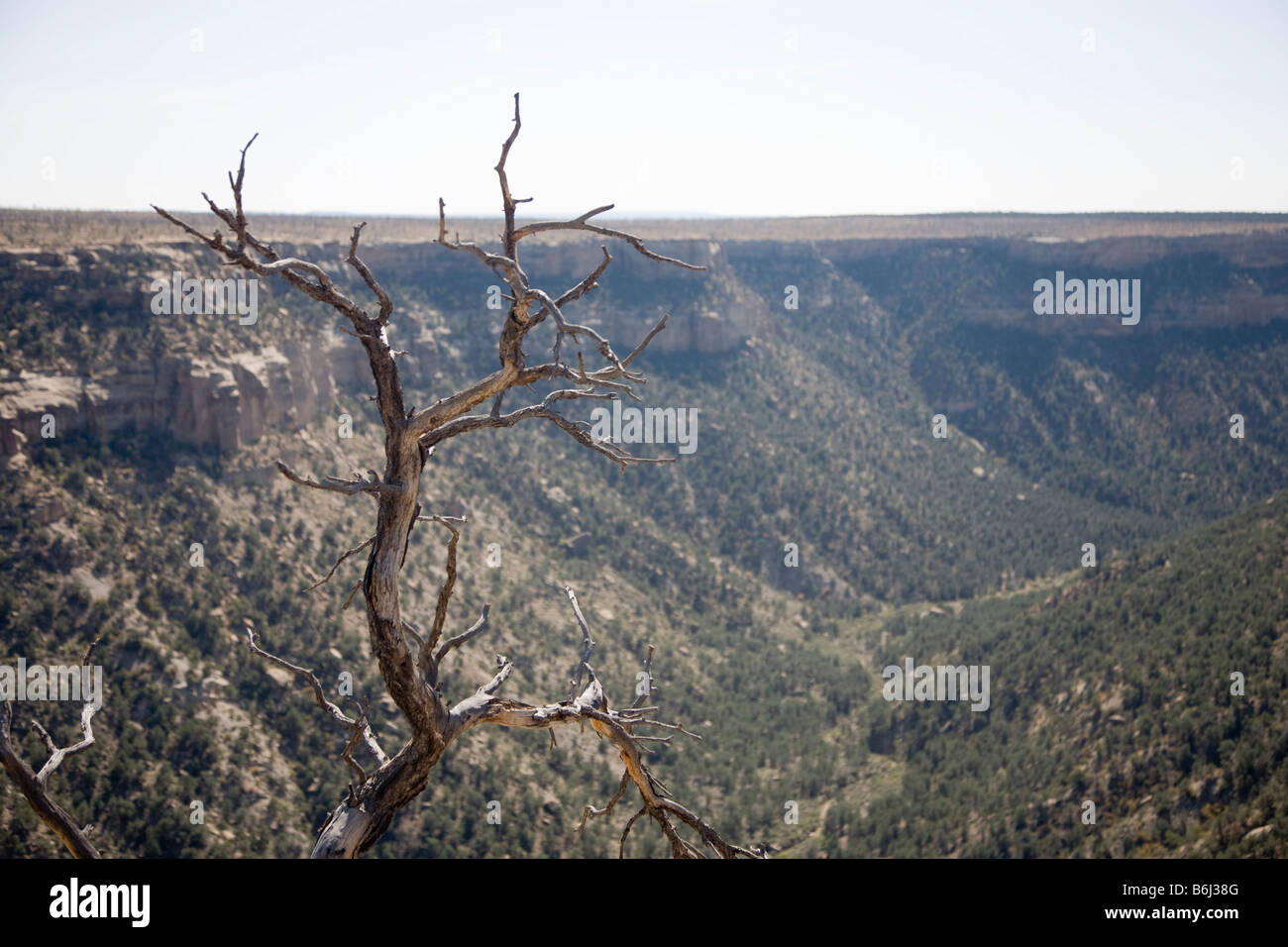 Soda Canyon, Mesa Verde National Park in Colorado, USA Stockfoto