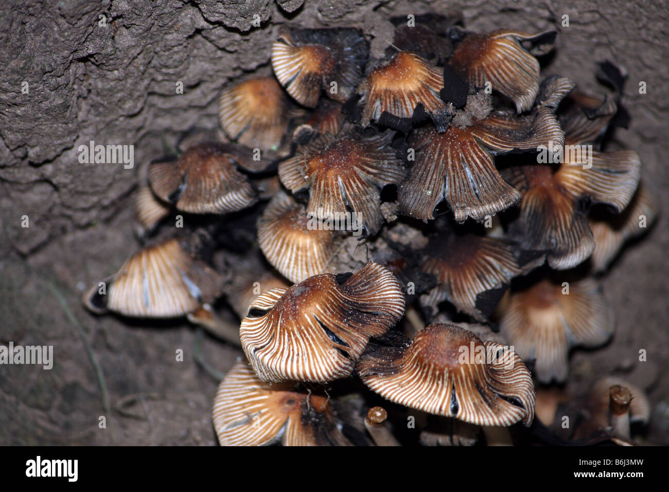 Eine Gruppe von Pilzen an der Basis eines alten Baumes Stockfoto