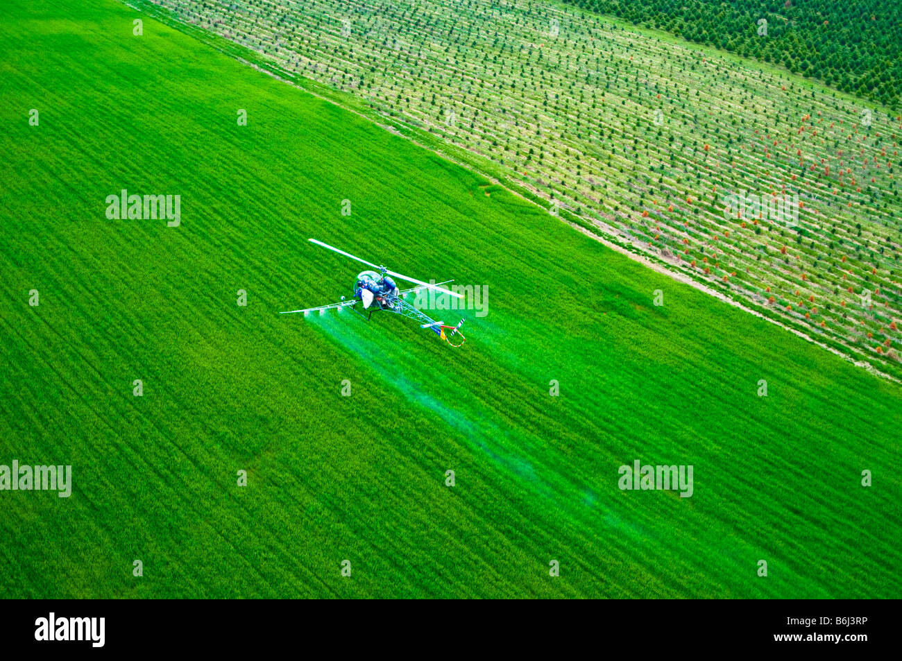 Niedrig fliegenden Hubschrauber sprüht chemischen Schädlingsbekämpfungsmitteln über Baumschule Wald. Stockfoto