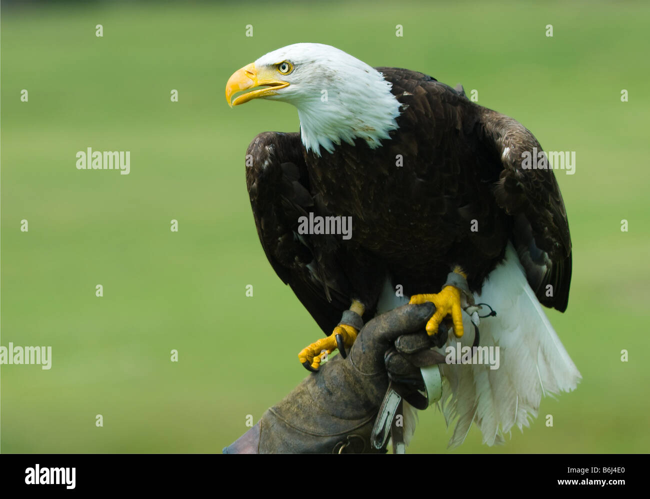 Weißkopfseeadler auf dem Handschuh ein Falkner Stockfoto