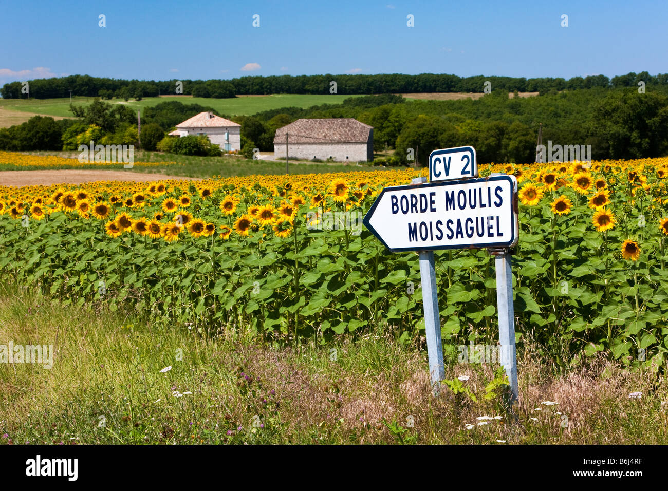 Country France, Summer – reife blühende Sonnenblumen neben einem typischen französischen Straßenschild im Südwesten Frankreichs in Europa Stockfoto
