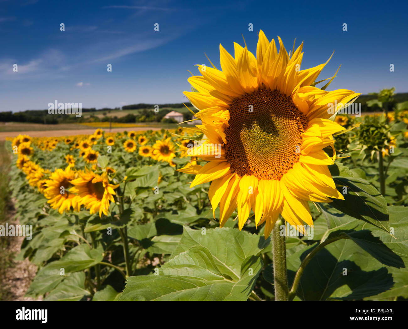 Ein Feld von reif Sonnenblumen in Südwest Frankreich Europa Stockfoto