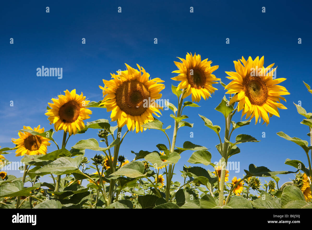 Sonnenblumen vor blauem Himmel in Südwest Frankreich Europa Stockfoto