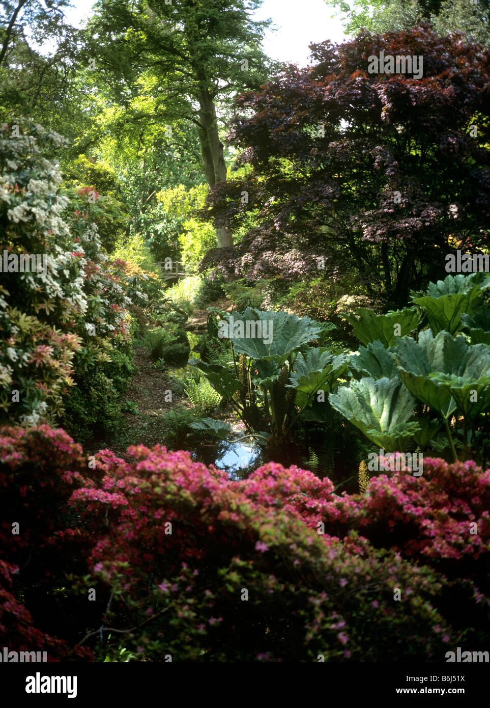 UK England Hampshire Exbury Gardens Feuchtgebietspflanzen um Teich Stockfoto