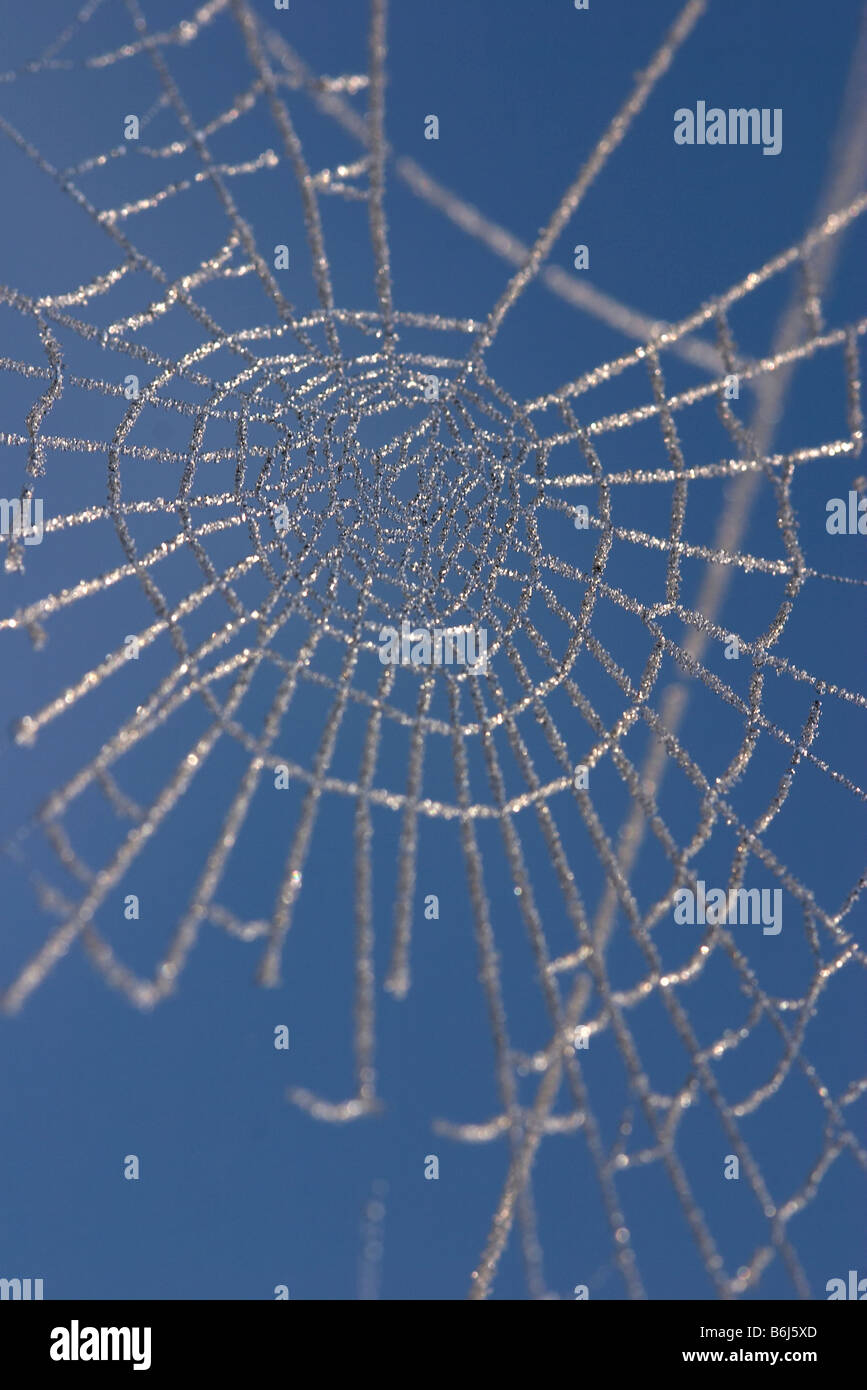 gefrorene Spinnennetz, die gerade erst anfangen, nach einem schweren Frost schmelzen Stockfoto