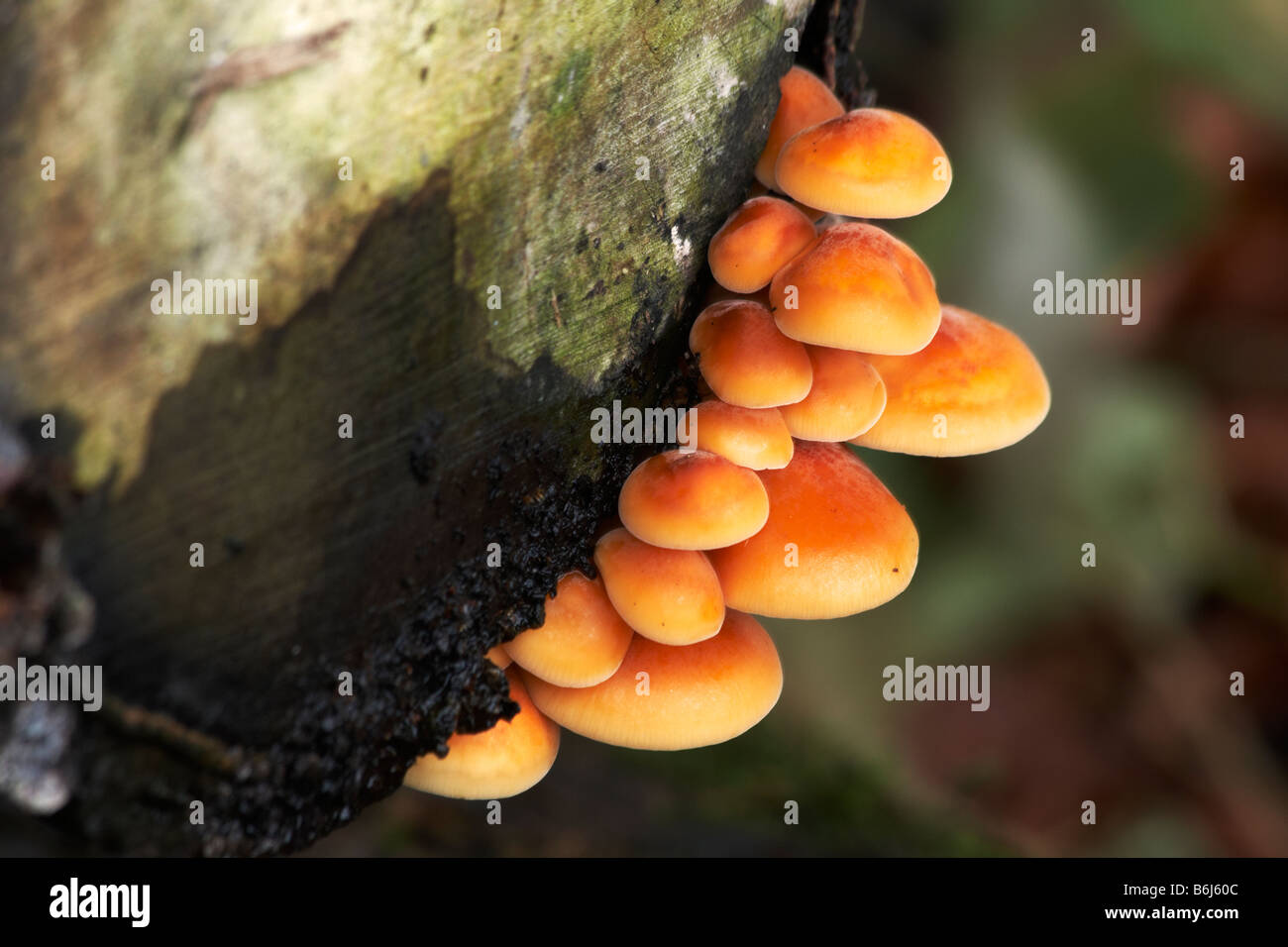 Samt Schaft Pilz Flammulina Velutipes auf einem faulenden Baumstamm Stockfoto