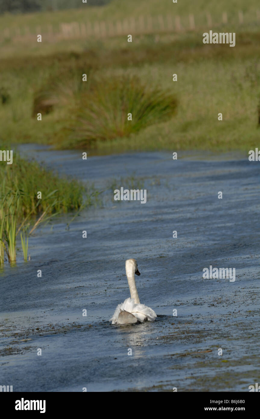 Höckerschwan Cygnus Olor Newport Feuchtgebiete National Nature Reserve Newport Wales UK Europe Stockfoto