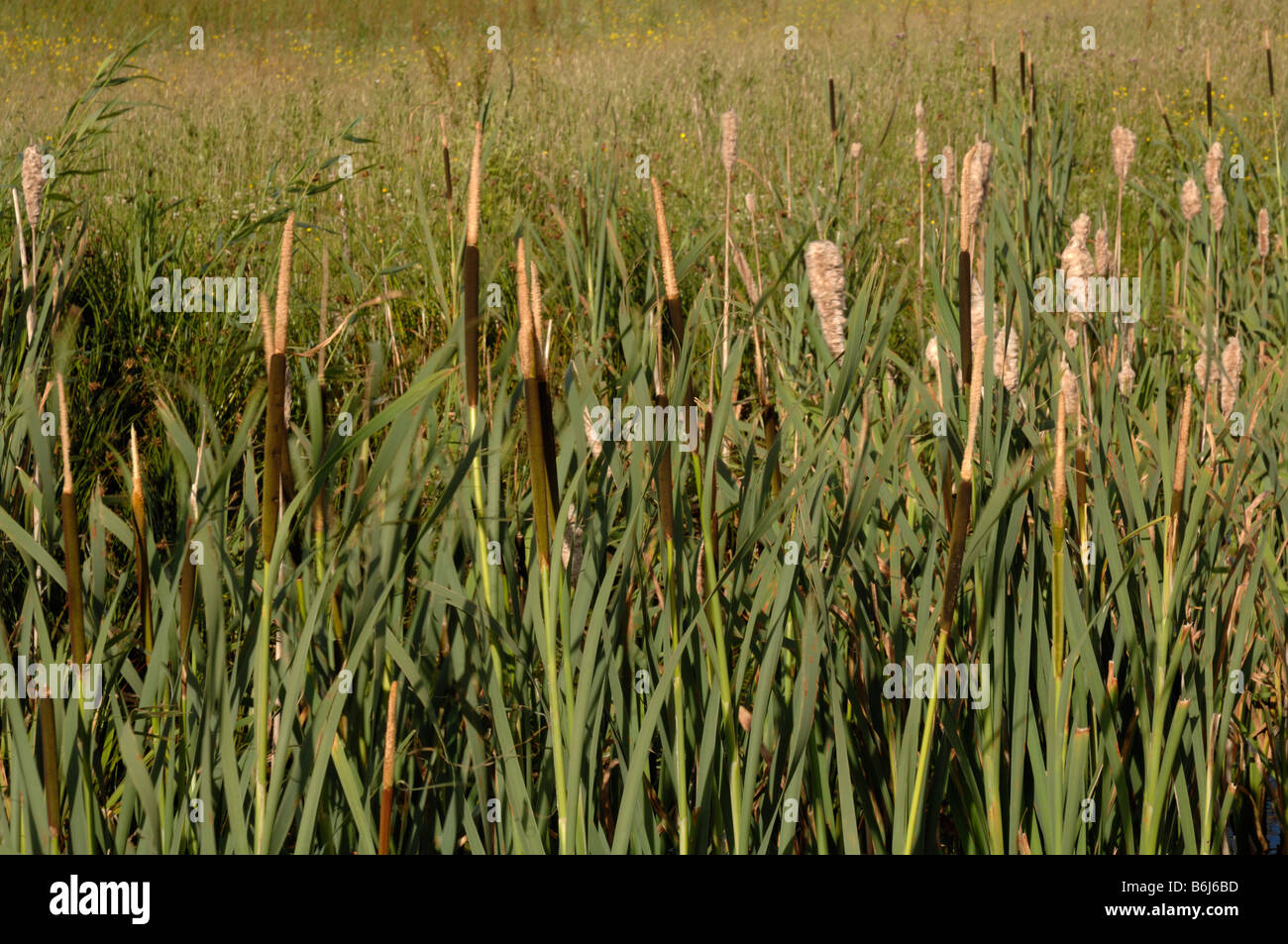 Große Reedmace Typha Latifolia Newport Feuchtgebiete National Nature Reserve Newport Wales UK Europe Stockfoto