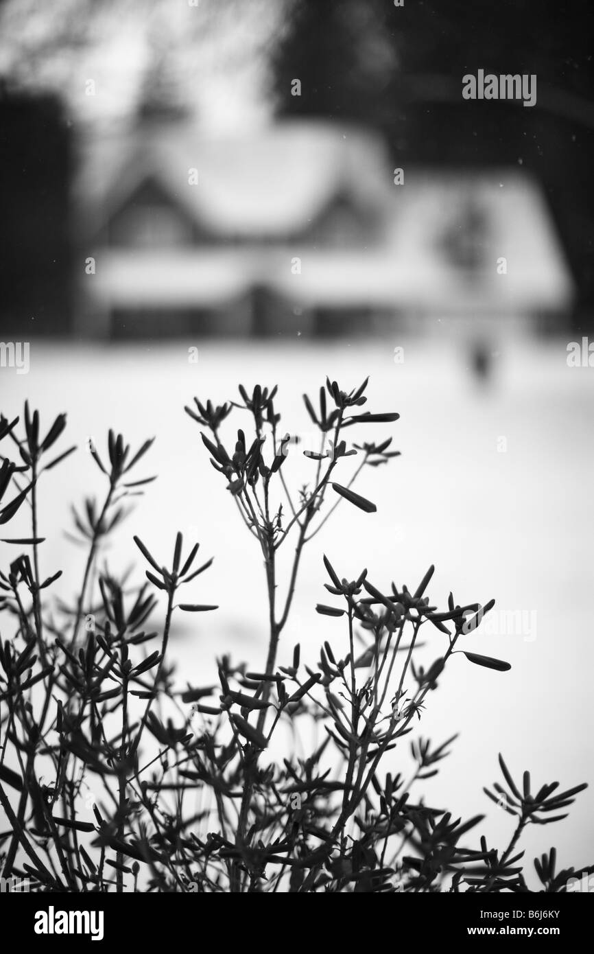 Sträucher im Vordergrund mit verschneiten Heimat im Hintergrund selektiven Fokus Stockfoto