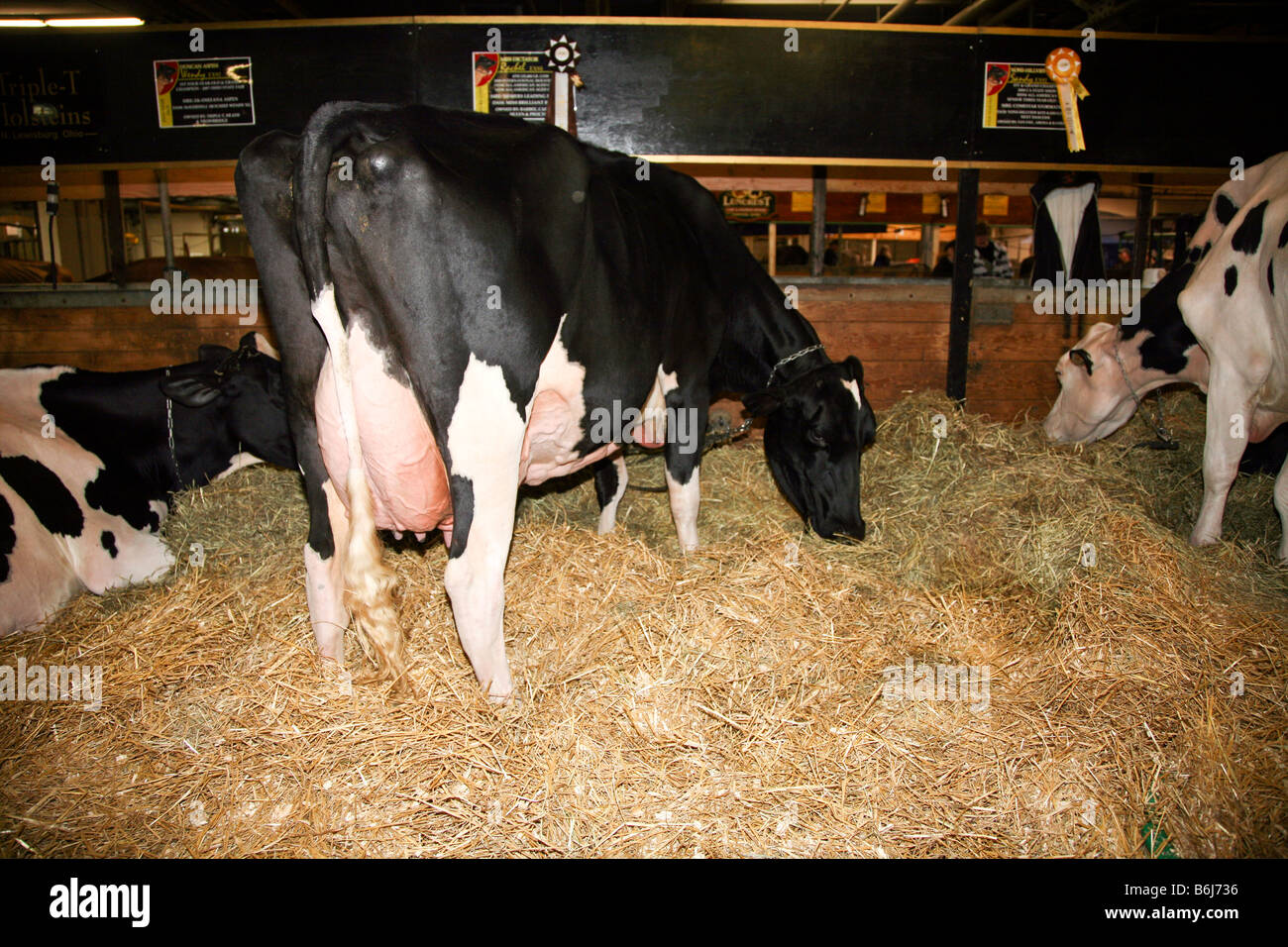 Holstein Kühe melken in Bauern Scheune Stockfoto