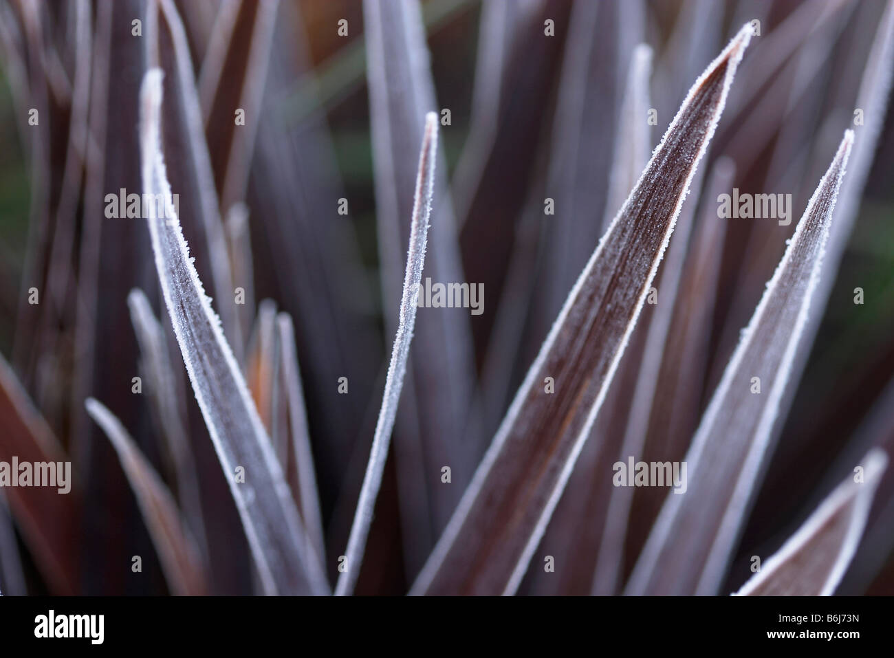 gefrostet oder gefrorene rote Sterne Cordyline australis Stockfoto