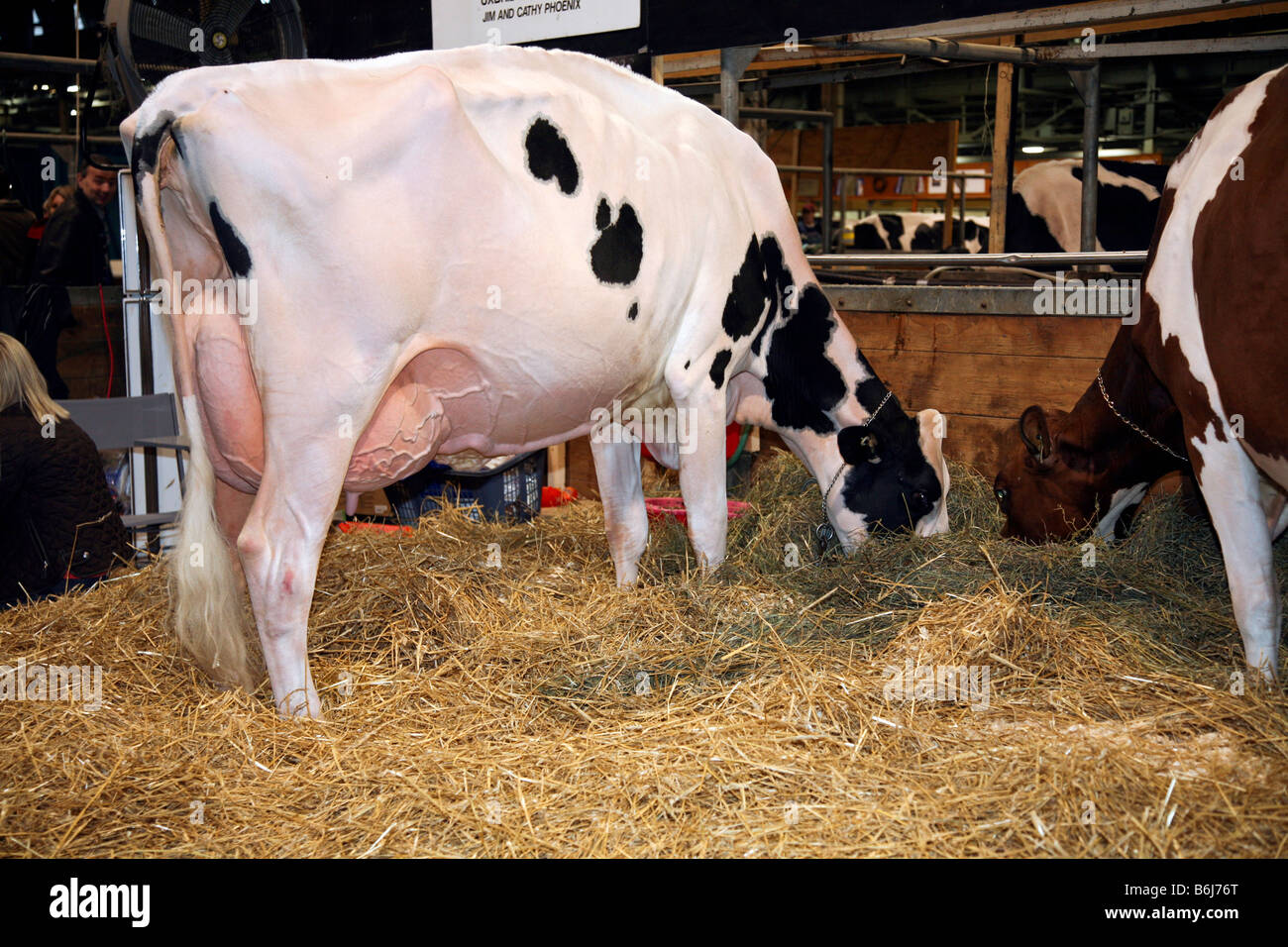 Holstein Kühe melken in Bauern Scheune Stockfoto