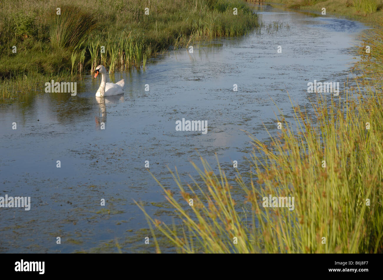 Höckerschwan Cygnus Olor Newport Feuchtgebiete National Nature Reserve Newport Wales UK Europe Stockfoto