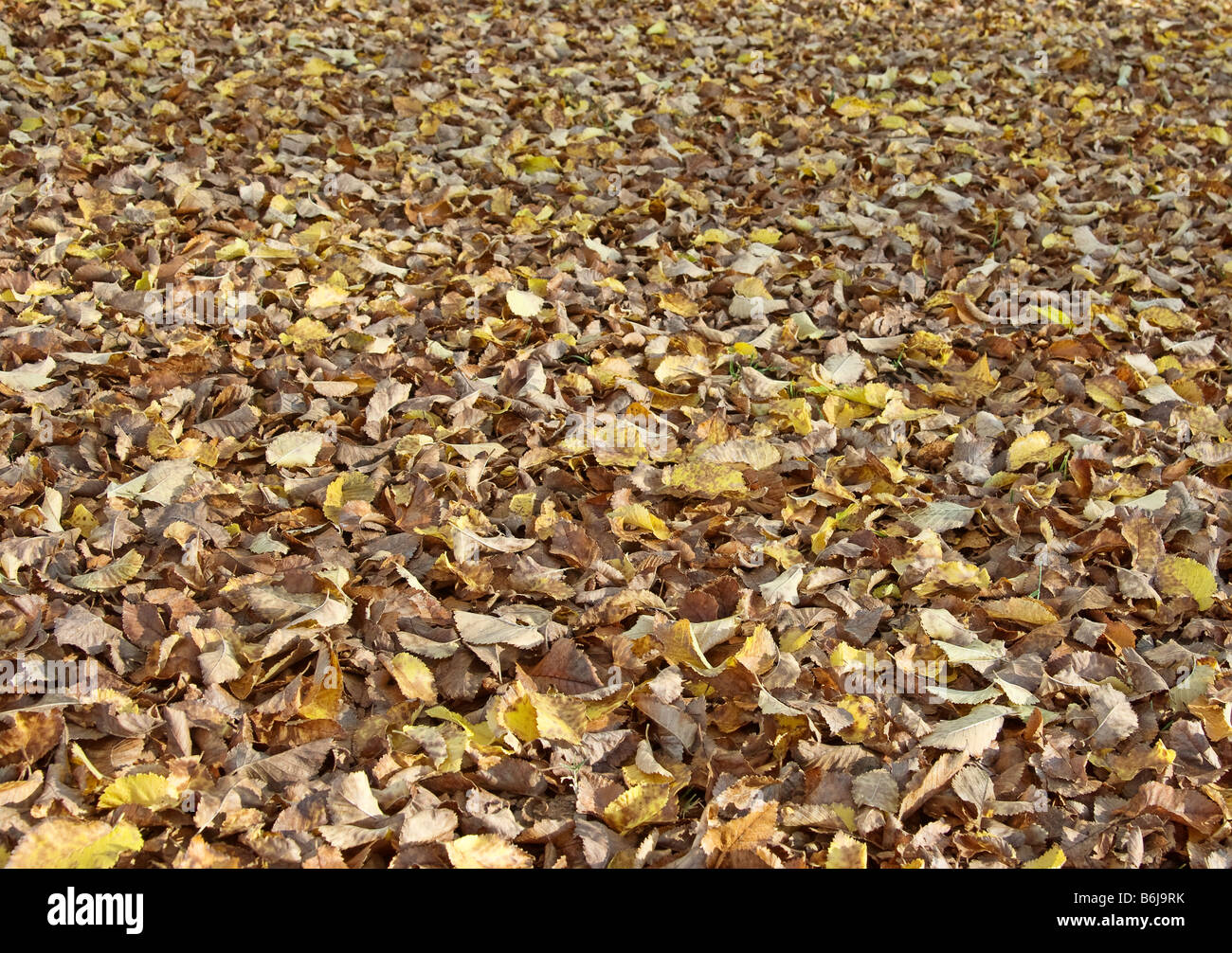 gefallenen Sturz oder Herbstlaub im Park Hintergrundbild Stockfoto