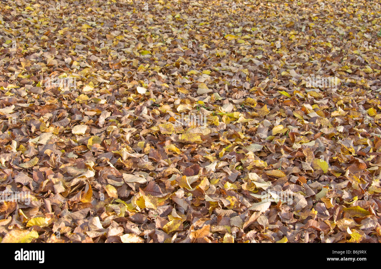 gefallenen Sturz oder Herbstlaub im Park Hintergrundbild Stockfoto