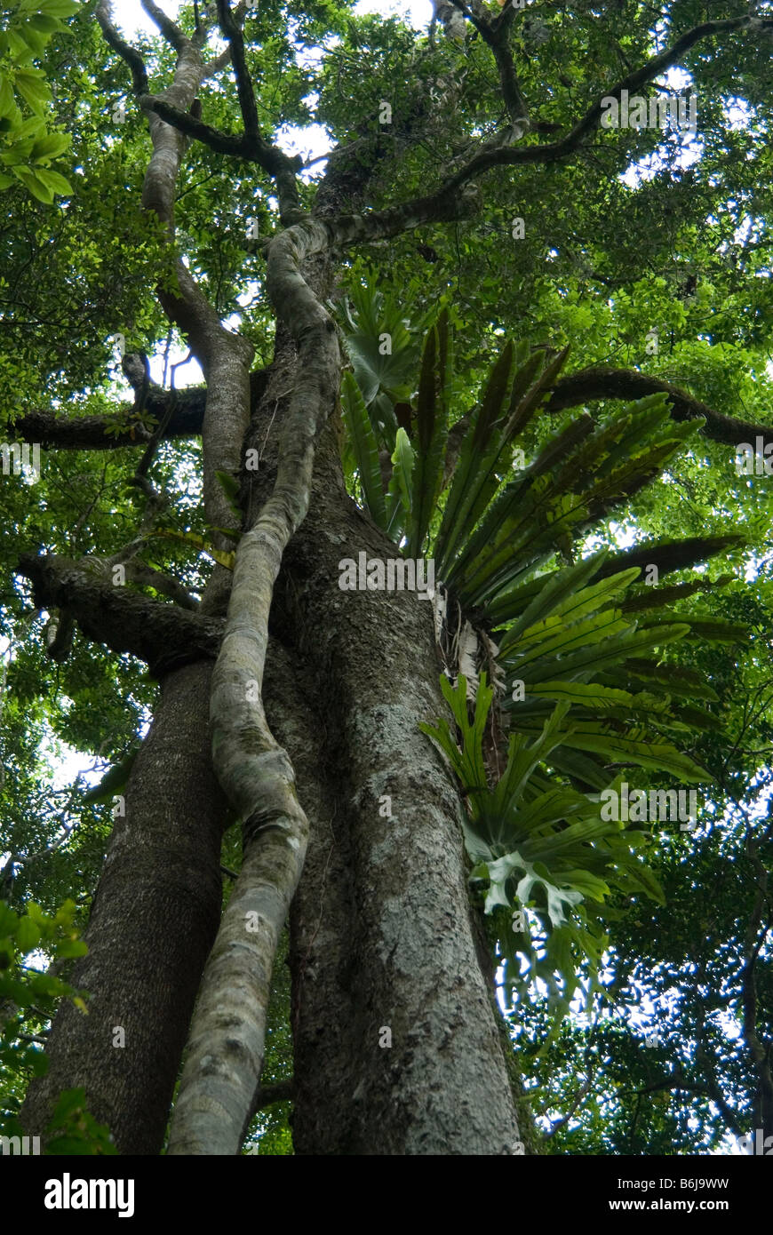 Regenwald-Bäume am Cunninghams Gap, Queensland, Australien Stockfoto