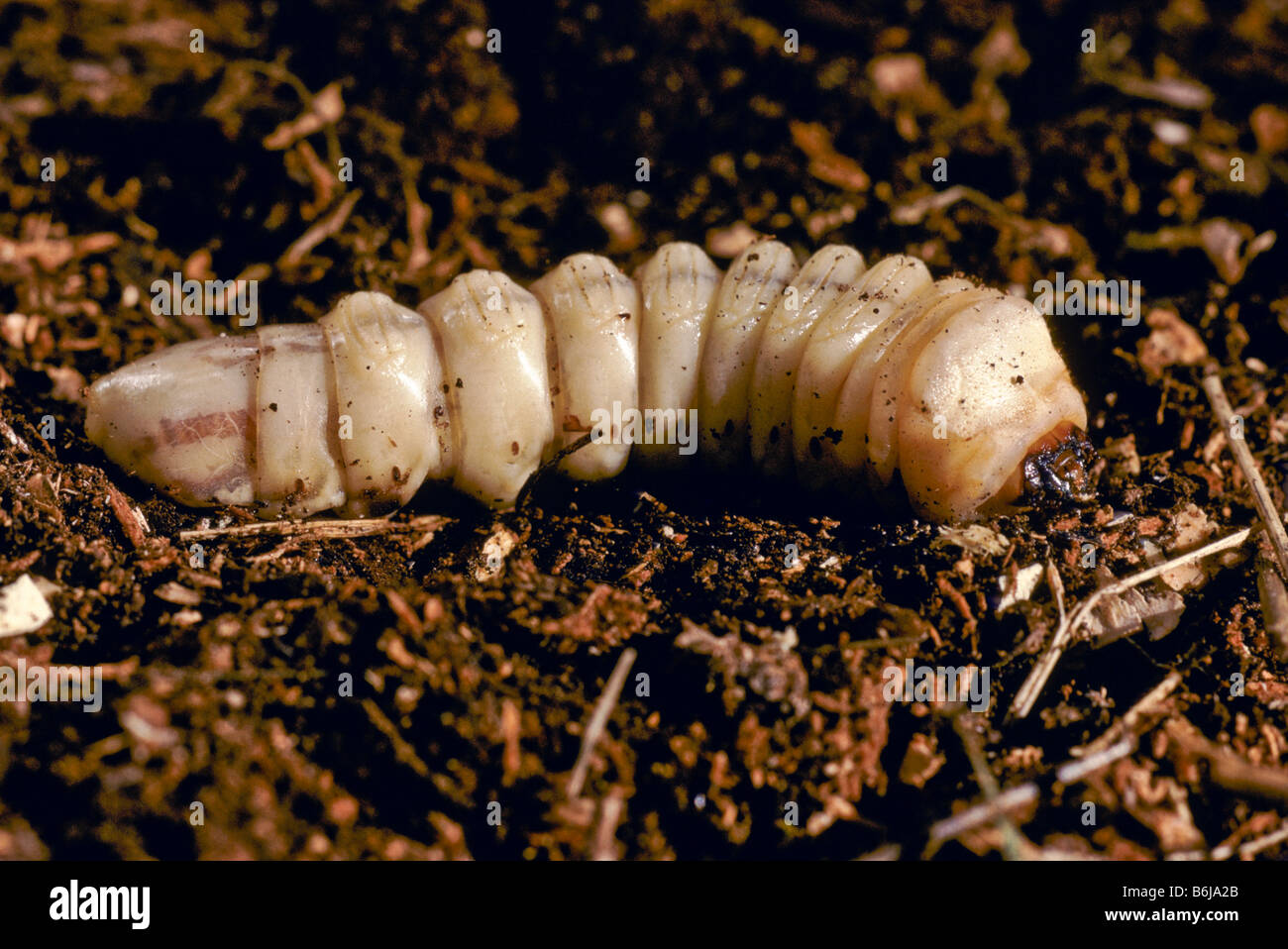 Holz-langweilig Grub Australien Stockfoto