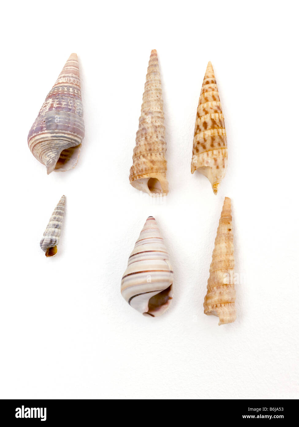 Gastropoden Korkenzieher Schalen geformt Stockfoto