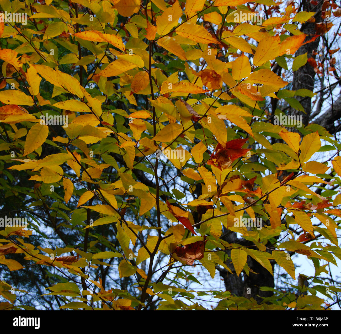 Gelbe Blätter von einer sibirischen Ulme Baum während der Untergang in Vermont USA Amerika USA Stockfoto