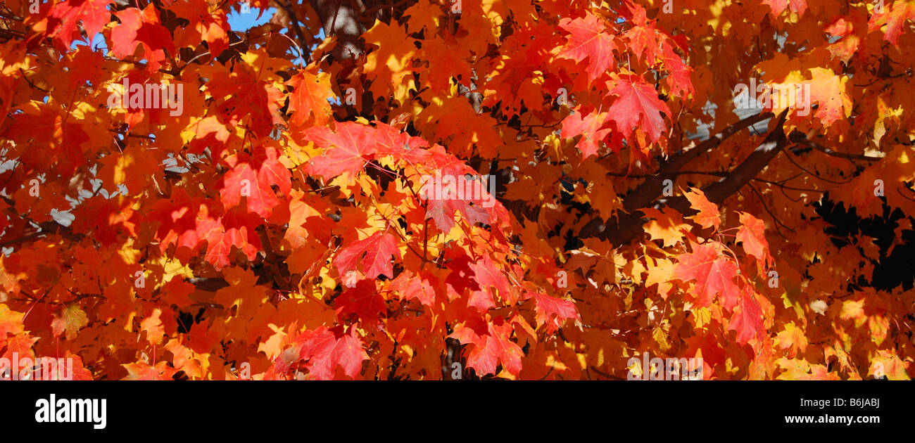 Reddy braune Blätter eines Baumes Zucker-Ahorn im Herbst in Vermont USA Amerika USA Stockfoto