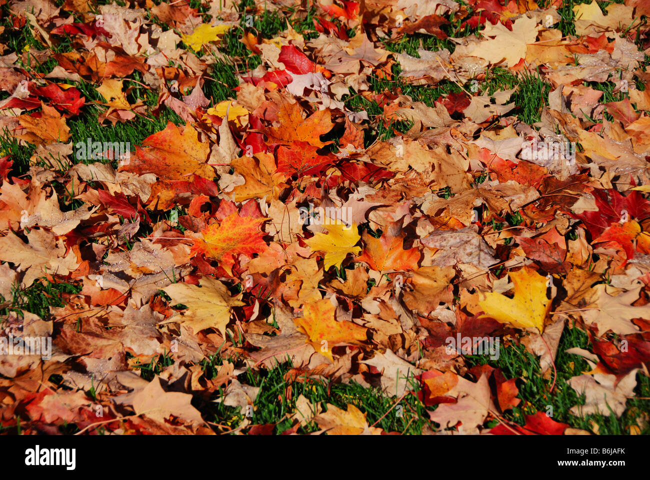 Reddy braune Blätter eines Baumes Zucker-Ahorn auf dem Boden im Herbst in Vermont USA Amerika USA Stockfoto