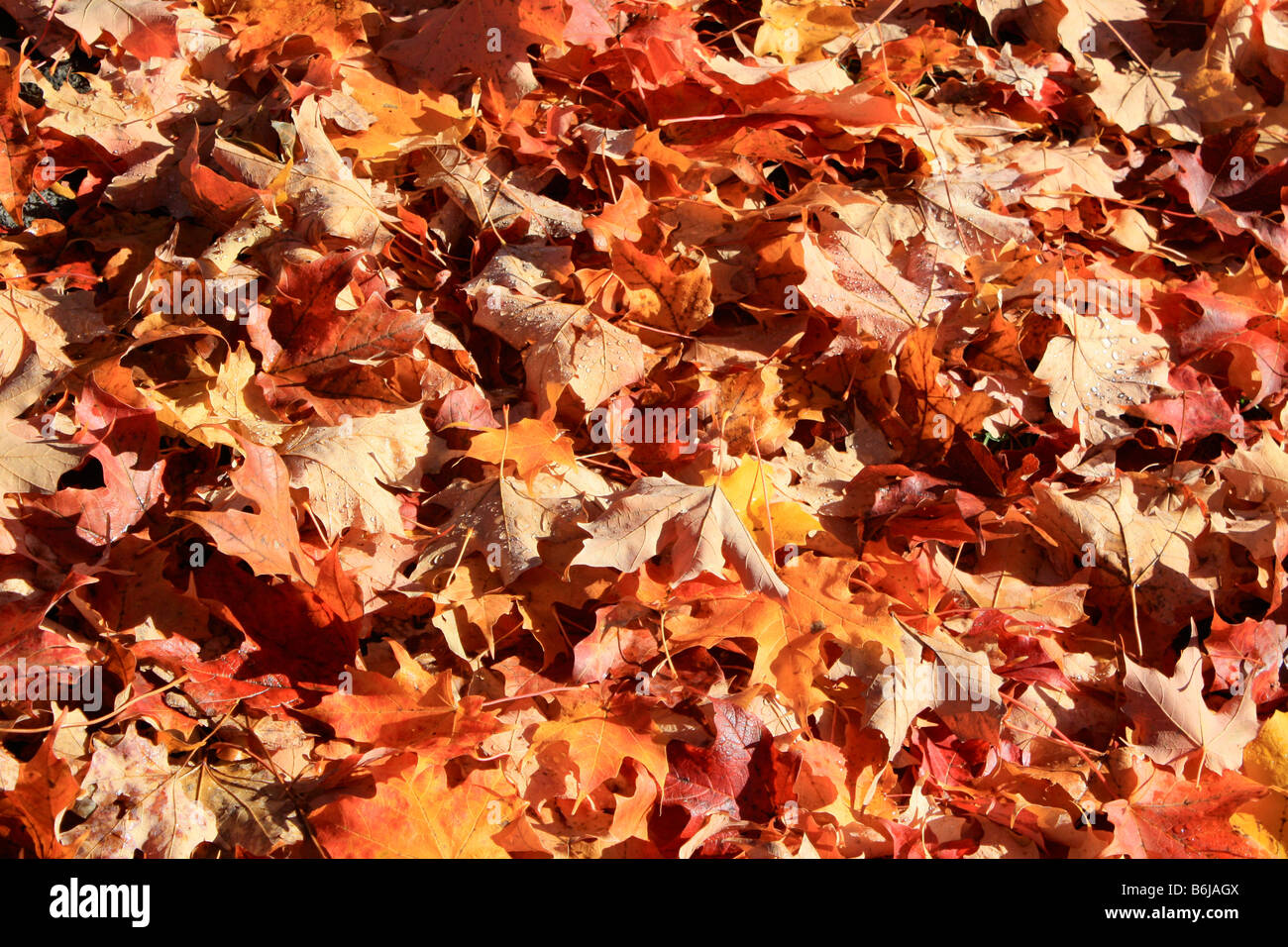 Reddy braune Blätter eines Baumes Zucker-Ahorn auf dem Boden im Herbst in Vermont USA Amerika USA Stockfoto