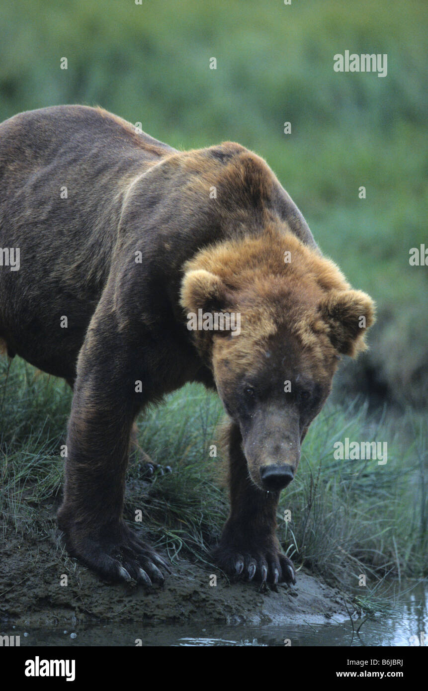 Alaska, Lake-Clark-Nationalpark, Braunbär, Ursus arctos Stockfoto