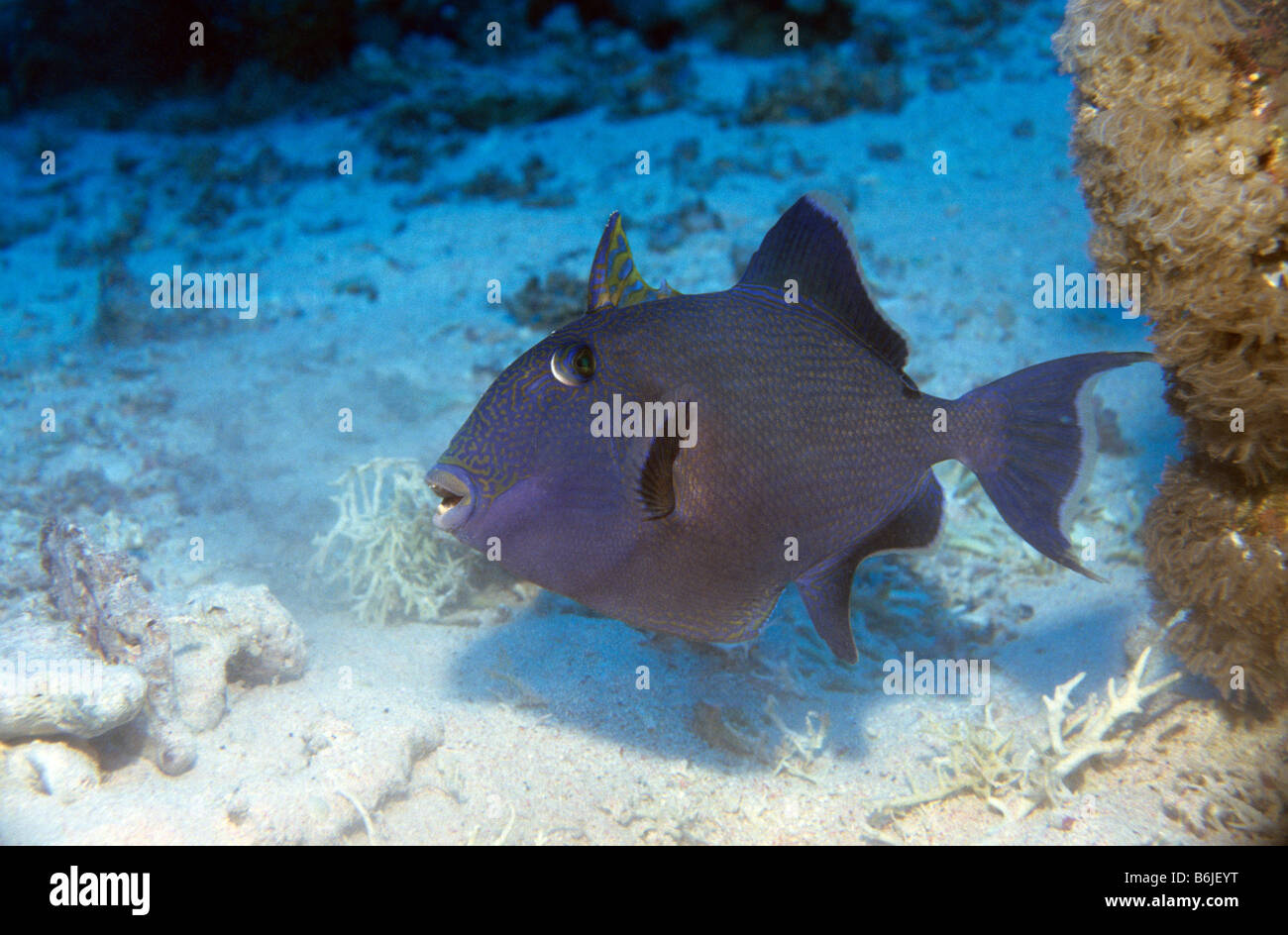 Bluelined Drückerfisch Pseudobalistes Fuscus, auch bekannt als blaue Linie Trigger Fuscus Trigger blauer Drückerfisch gewellt Drückerfisch Stockfoto
