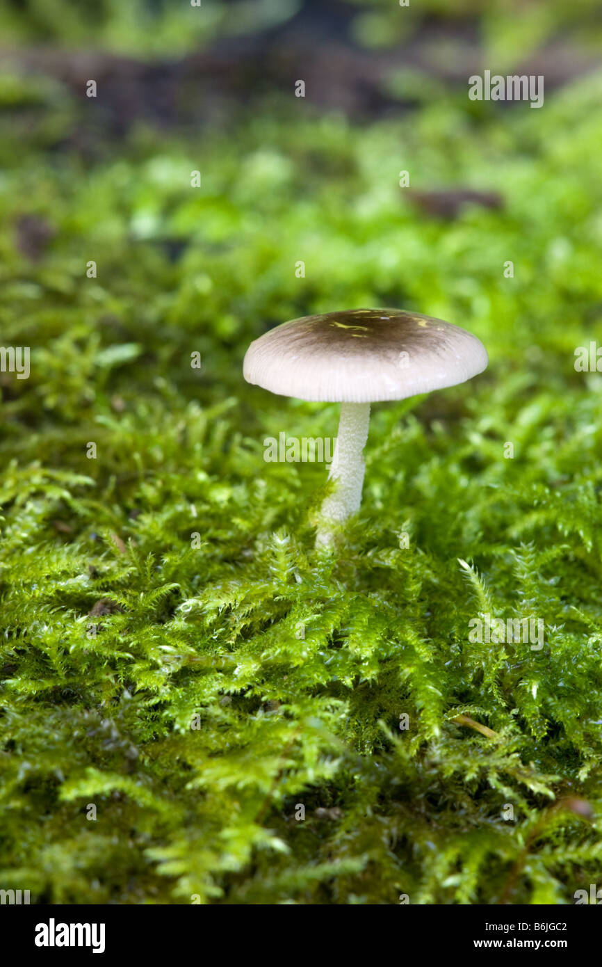 Pilzarten wachsen auf Moos bedeckt toten Baumstamm Stockfoto