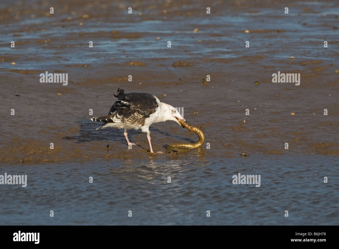 Larus fuscus mit schwarzer Rückenmöwe, die an der North Norfolk Coast einen gefangenen Aal frisst Stockfoto