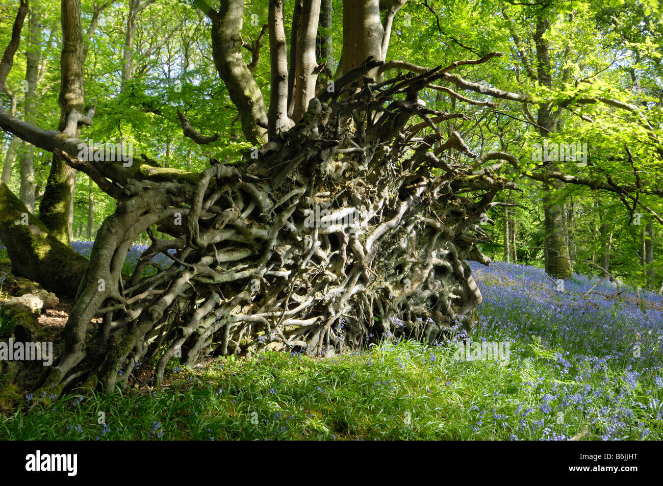 Umgedrehten Baumwurzel unter Glockenblumen in Carstramon Holz, Dumfries & Galloway, Schottland Stockfoto