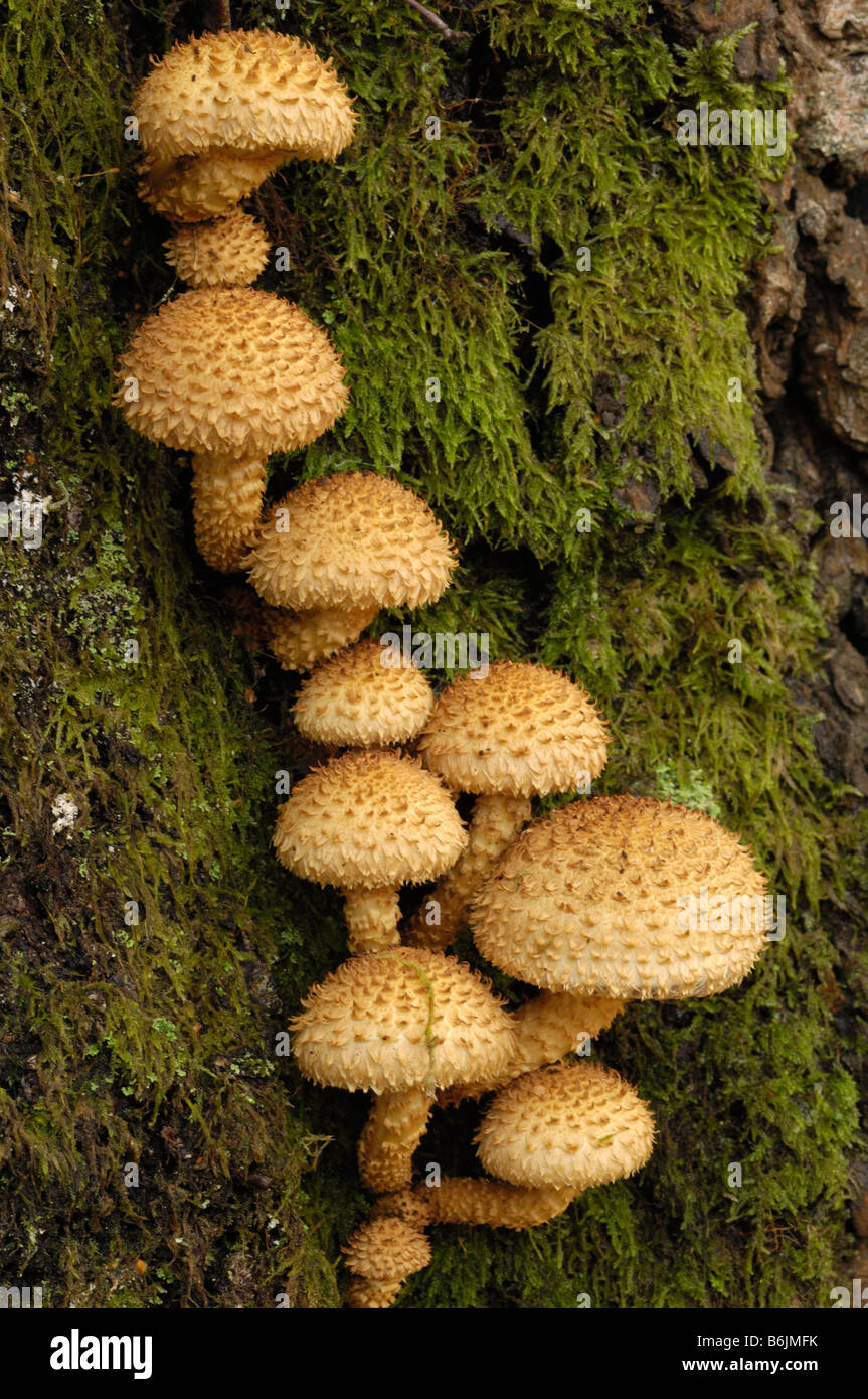 Shaggy Scalycap Pilze, Pholiota Squarrosa, wachsen auf Birke, Flotte Tal, Dumfries & Galloway Stockfoto