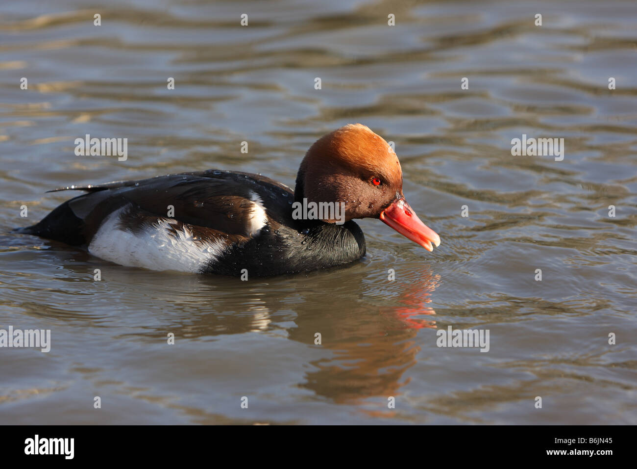 Rot-crested Tafelenten, Netta rufina Stockfoto