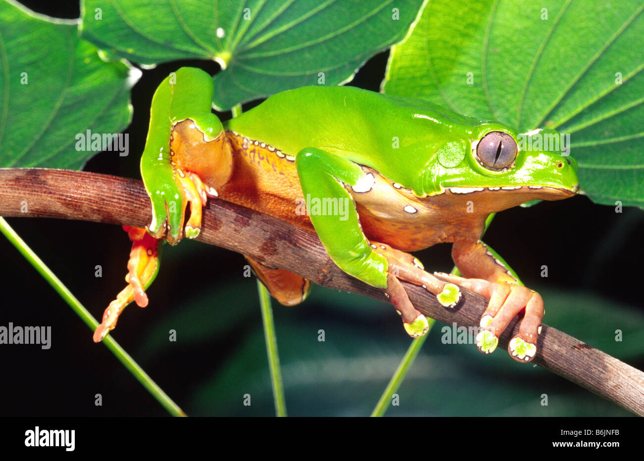 Riesiger bicolor affe treefrog -Fotos und -Bildmaterial in hoher