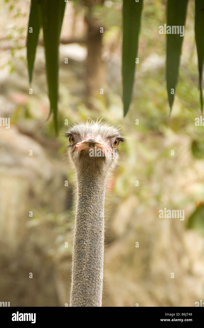 Ein neugierig Strauß im Dusit Zoo in Bangkok Stockfoto