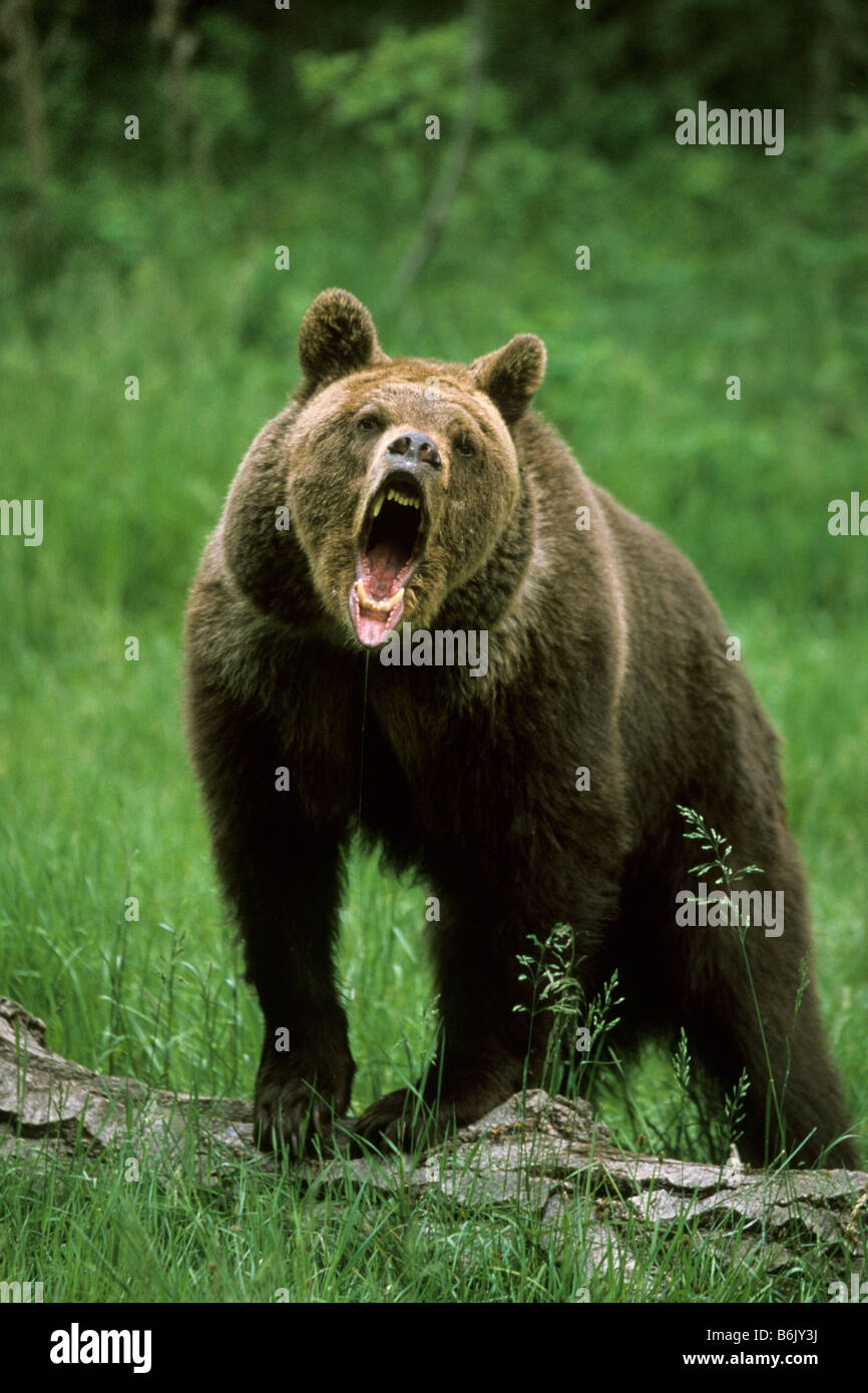 Knurrend Grizzlybär (Ursus Arctos Horribilis), Erwachsene Stockfoto