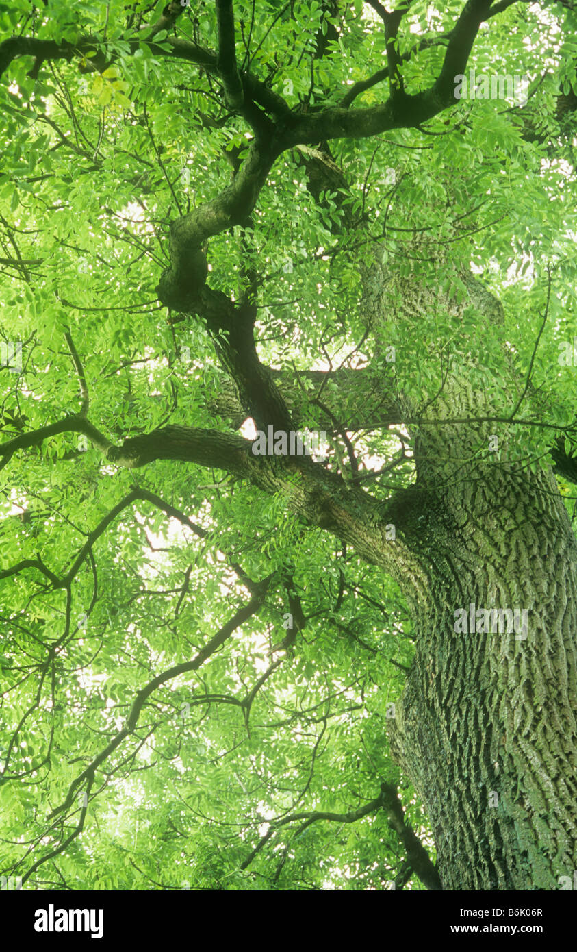 Blick hinauf letzten gerippte Kofferraum gemeine Esche oder Fraximus Excelsior Baum in verdünnte helle grüne Spätsommer Baldachin Stockfoto