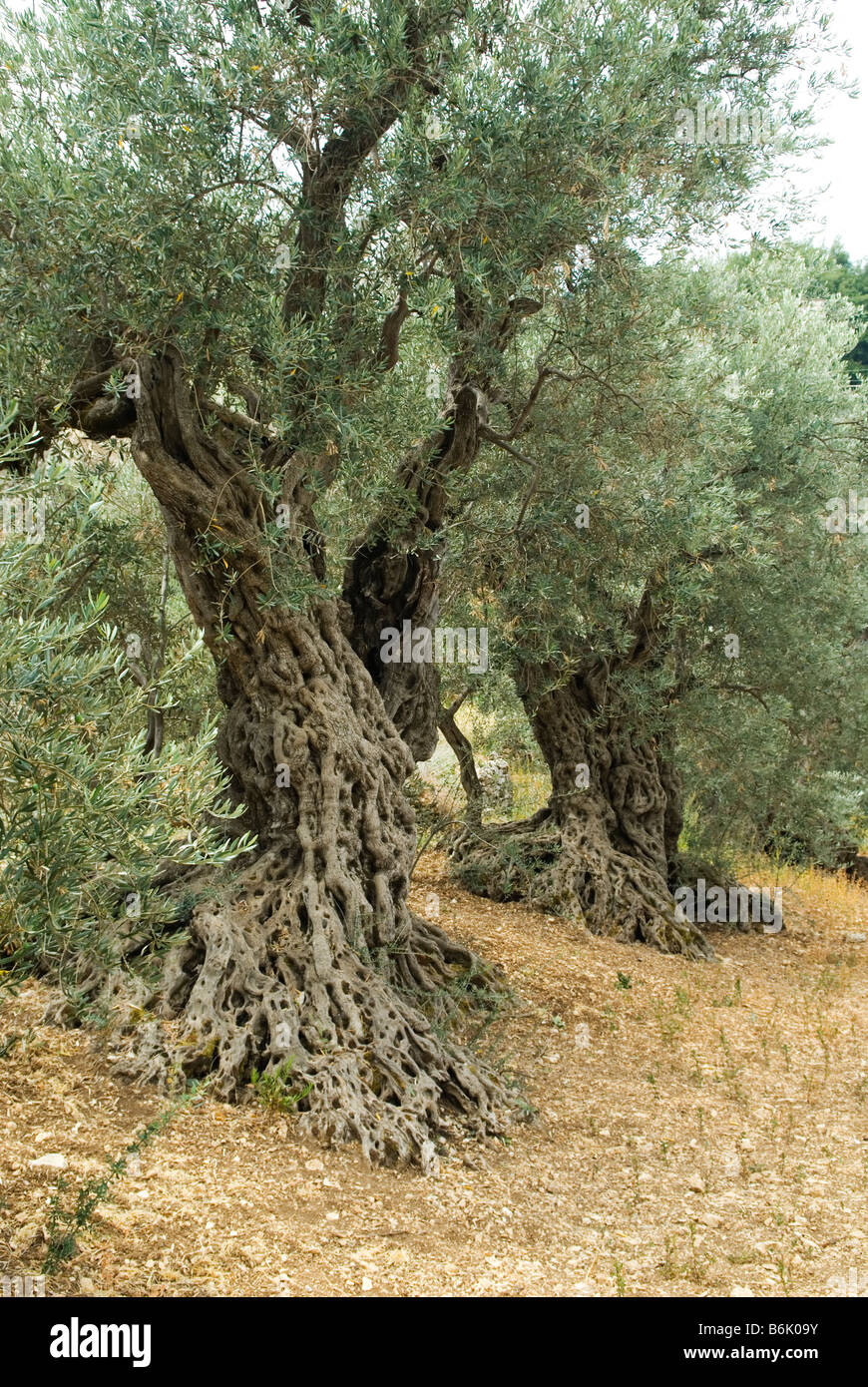 Uralte Olivenbäume Libanon Nahost Stockfoto