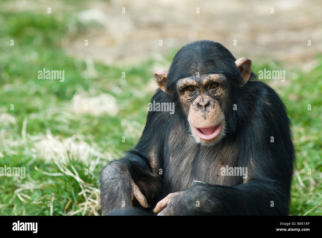 Nahaufnahme von einem niedlichen Schimpansen Pan troglodytes Stockfoto
