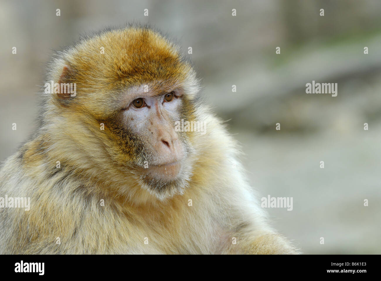 Porträt einer Barbary Affe Stockfoto