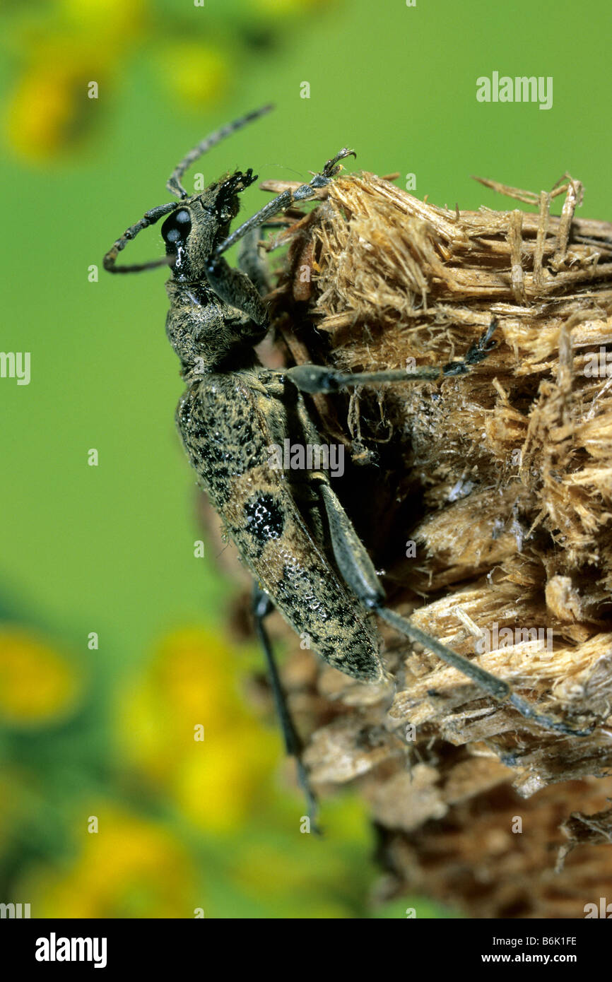 Black-spotted Longhorn Beetle (Rhagium Mordax) auf zerfallenden Holz Stockfoto