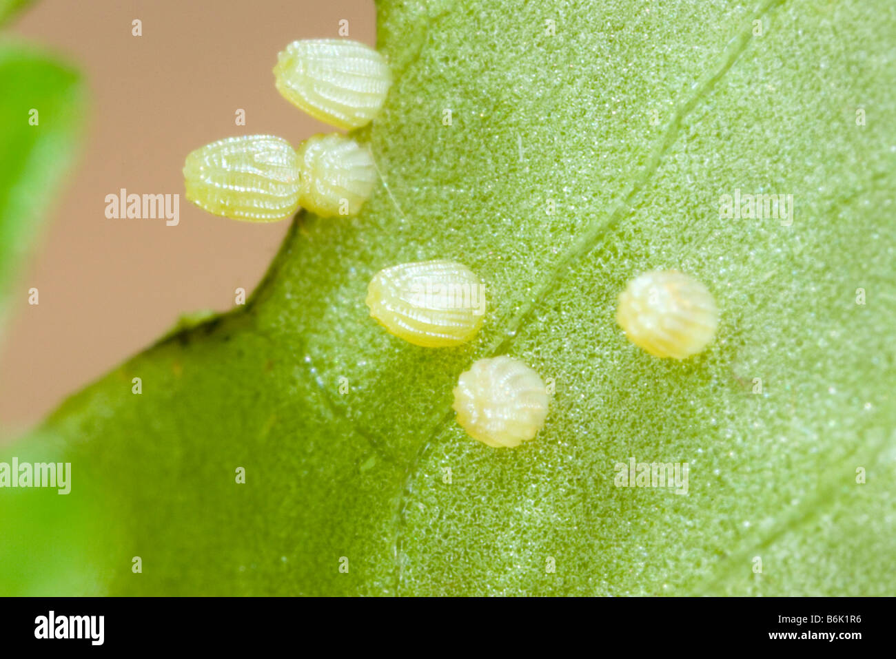 Silber-umrandeten Fritillary (Schmetterling) Eiern Boloria selene Stockfoto