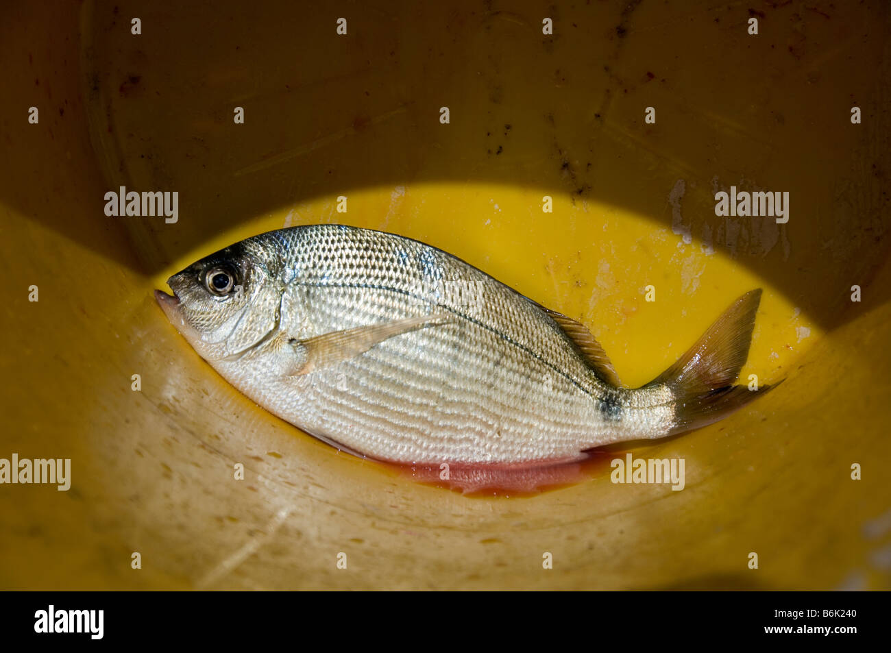 Wie Fische in einem Eimer Stockfoto