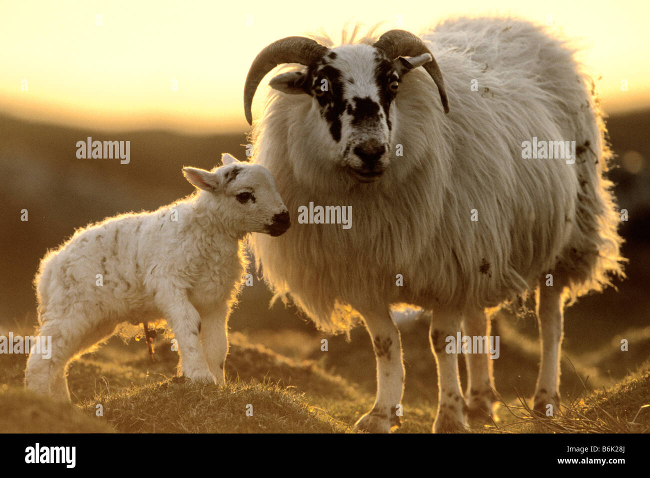 Hausschaf (Ovis Ammon Aries), Ewe mit neuen geboren Lamm Hintergrundbeleuchtung im Abendlicht Stockfoto