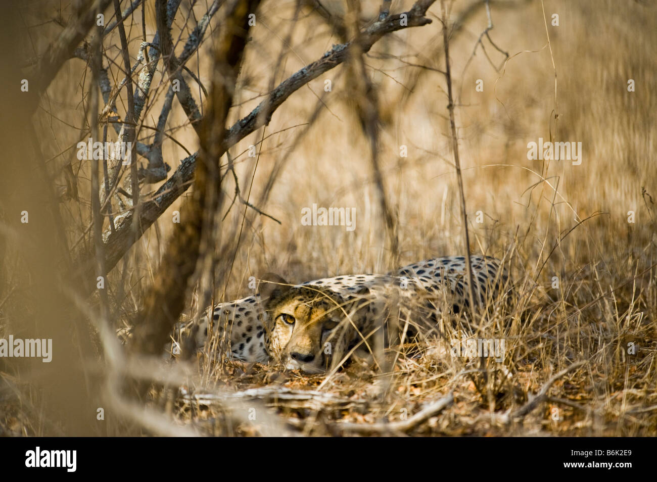 Tierwelt Geparden Gepard Acinonyx Jubatus lag im Schatten aussehen suchen männliche Biotope Tarnung Busch Bushlan liegend Stockfoto