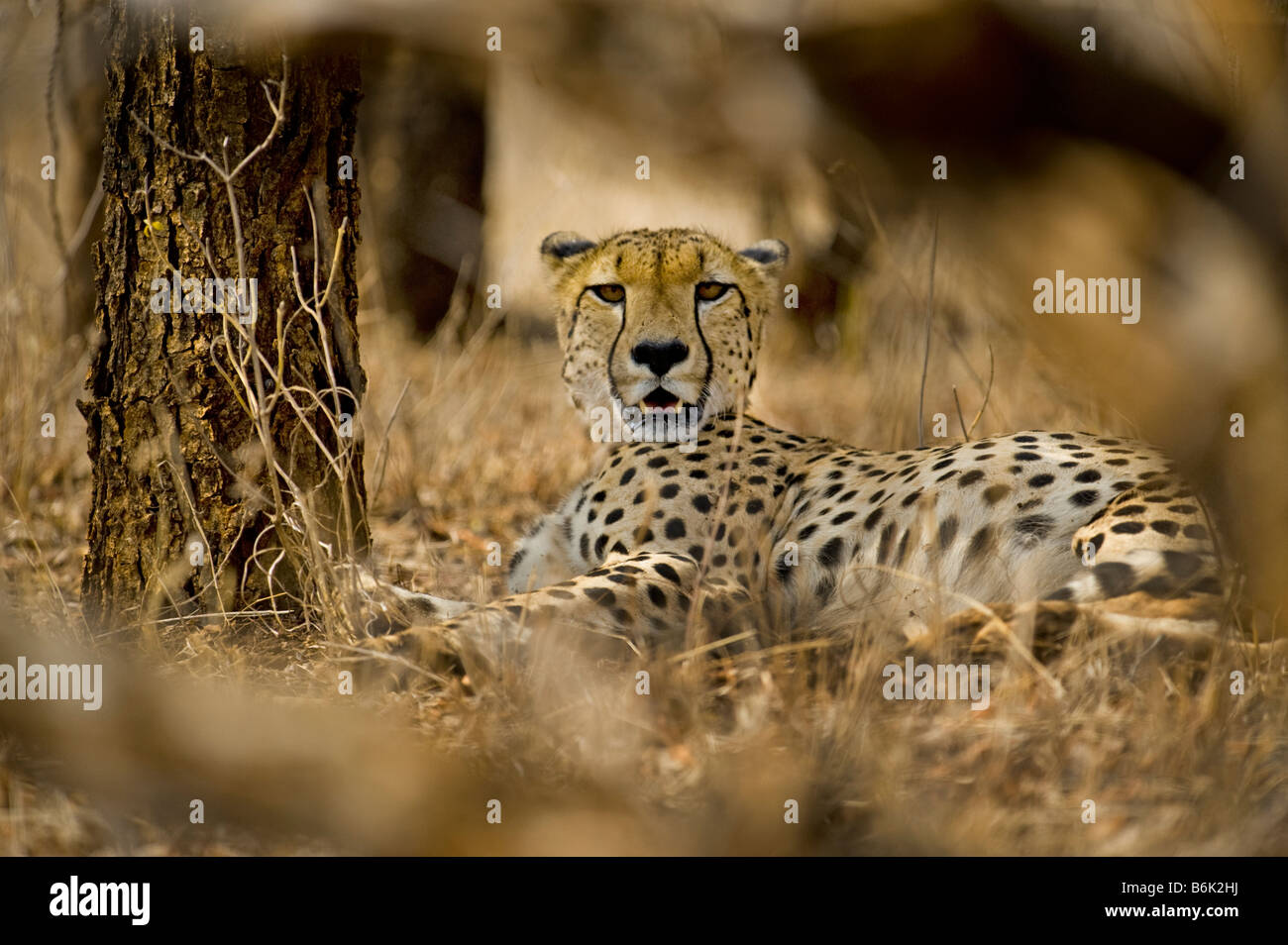 Tierwelt Geparden Gepard Acinonyx Jubatus lag im Schatten aussehen suchen männliche Biotope Tarnung Busch Bushlan liegend Stockfoto