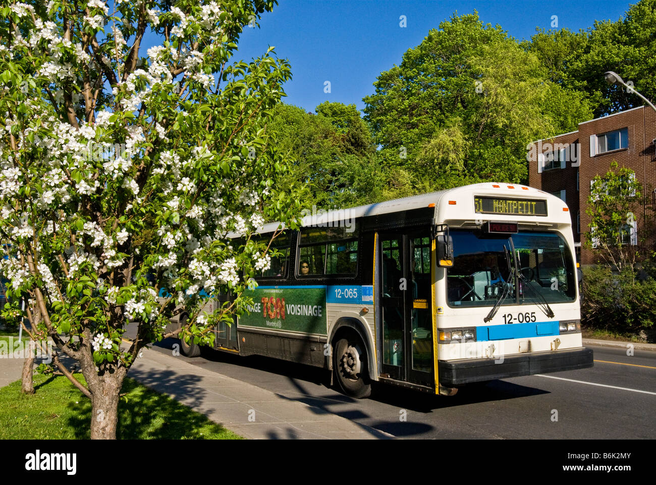 Bus auf Cote Sainte Catherine Stadt Montreal Kanada Stockfoto